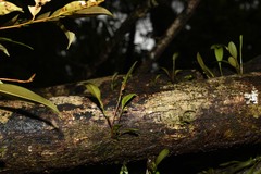 Stelis perpusilliflora