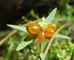Pimelea microcephala microcephala