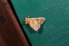 Chrysodeixis chalcites