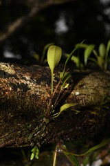 Stelis perpusilliflora