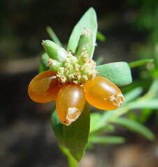 Pimelea microcephala microcephala