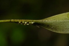 Stelis perpusilliflora