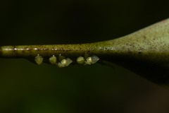 Stelis perpusilliflora