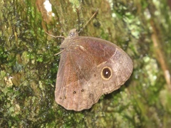 Bicyclus safitza