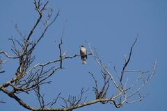 Hemixos castanonotus