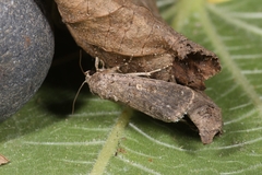 Spodoptera cilium