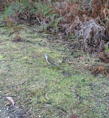 Colluricincla harmonica strigata