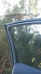 Colluricincla harmonica strigata