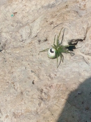 Bijoaraneus mitificus