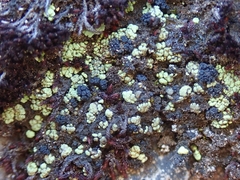 Arthrorhaphis alpina