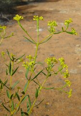 Pimelea forrestiana