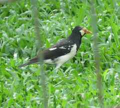 Gracupica floweri