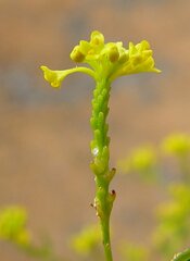 Pimelea forrestiana
