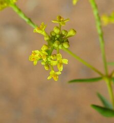 Pimelea forrestiana