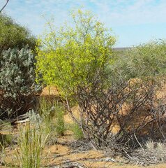Pimelea forrestiana