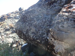 Arthrorhaphis alpina