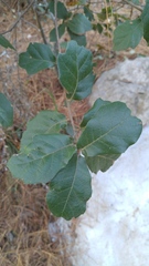 Quercus greggii