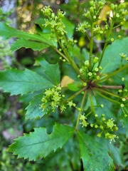 Pseudopanax discolor