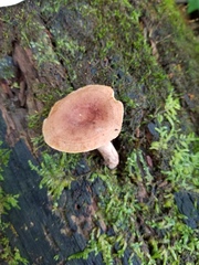 Lactarius mutabilis