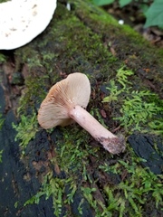 Lactarius mutabilis