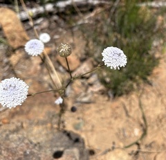 Trachymene coerulea