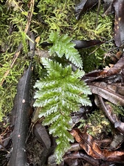 Abrodictyum dentatum