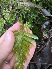 Abrodictyum dentatum