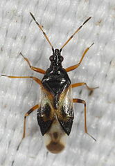 Anthocoris nemorum