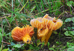 Hygrocybe quieta