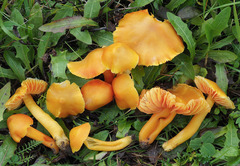 Hygrocybe quieta