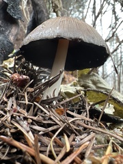 Coprinellus bipellis