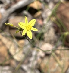Tricoryne