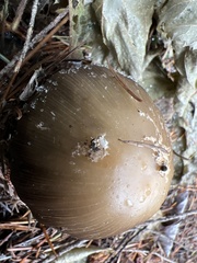 Coprinellus bipellis