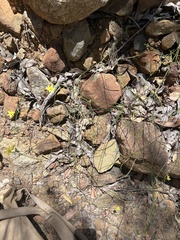 Tricoryne