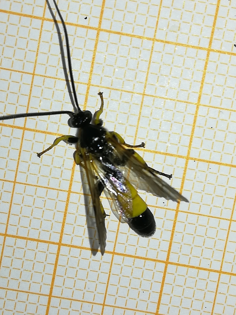 Colpotrochia cincta from Matzelsdorf 30, 9872 Matzelsdorf, Österreich