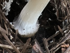 Coprinellus bipellis