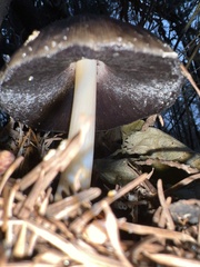 Coprinellus bipellis