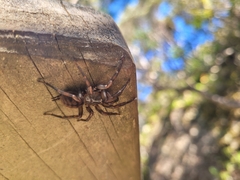 Hexathele hochstetteri