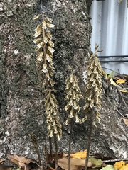 Gastrodia