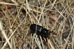 Aulacocyclus