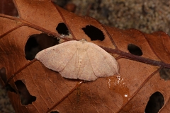 Cyclophora puppillaria