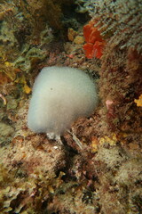 Pseudodistoma