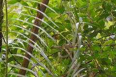 Phyllergates cucullatus