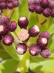 Psiadia anchusifolia