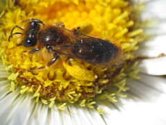 Leioproctus fulvescens