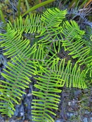 Gleichenia