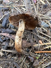 Pholiota brunnescens