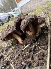 Pholiota brunnescens