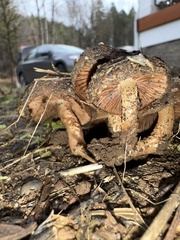 Pholiota brunnescens