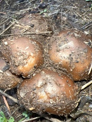 Pholiota brunnescens